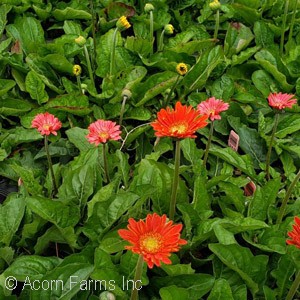 GERBERA DAISY