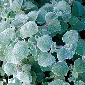 PLECTRANTHUS