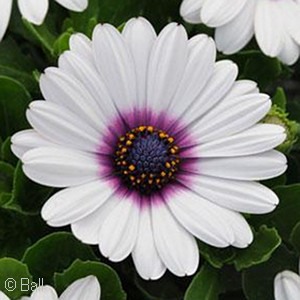 OSTEOSPERMUM