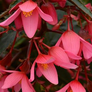 BEGONIA