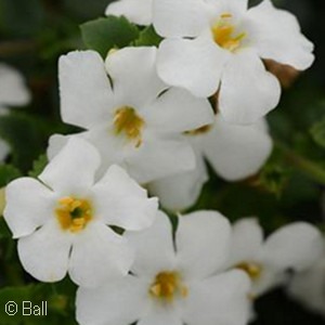 BACOPA