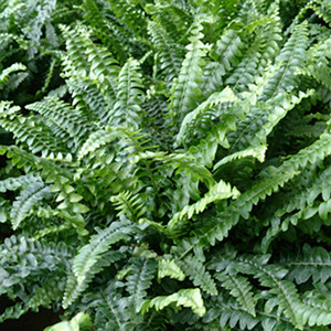 FERN