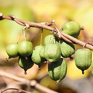 ACTINIDIA