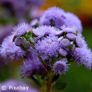 AGERATUM