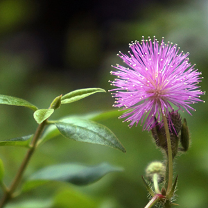 ALBIZIA