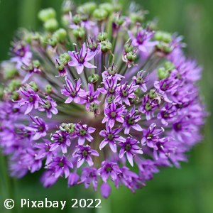 ALLIUM