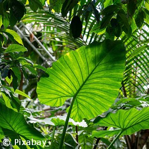 ELEPHANT EAR