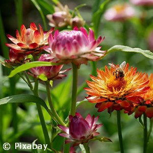 STRAWFLOWER