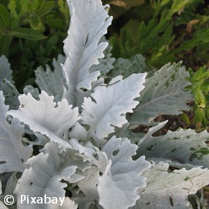 DUSTY MILLER