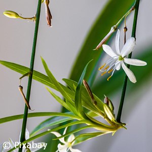 CHLOROPHYTUM