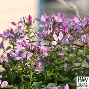 CLEOME