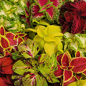 COLEUS