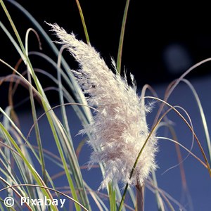 PAMPAS GRASS