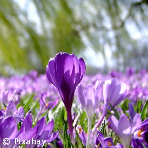 CROCUS