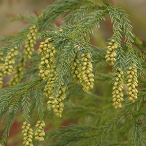 JAPANESE CEDAR