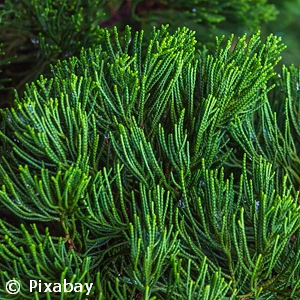 NEW ZEALAND RED PINE