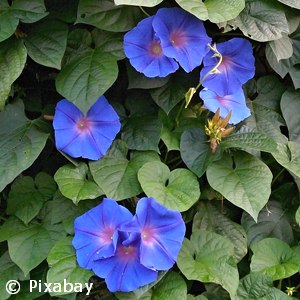 DWARF MORNING GLORY