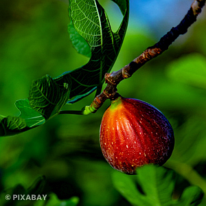 Fig fruit