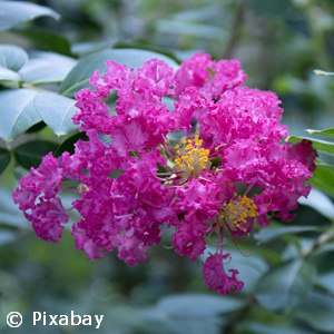 LAGERSTROEMIA