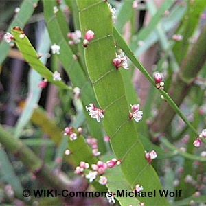 RIBBON BUSH