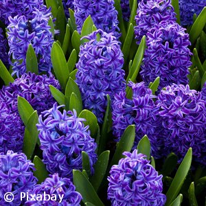 HYACINTH