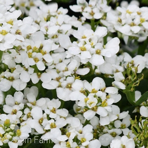 CANDYTUFT