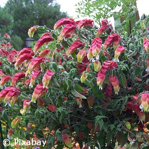 SHRIMP PLANT