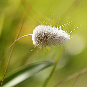 LAGURUS