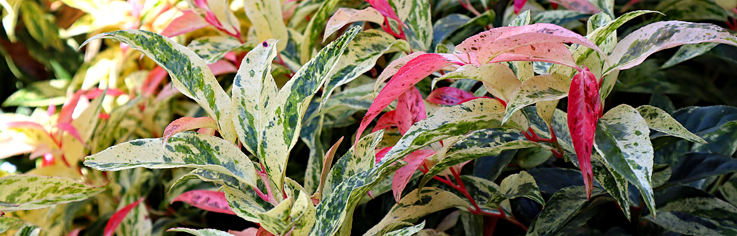 LEUCOTHOE AXI TWISTING RED