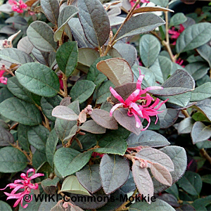 CHINESE FRINGE FLOWER