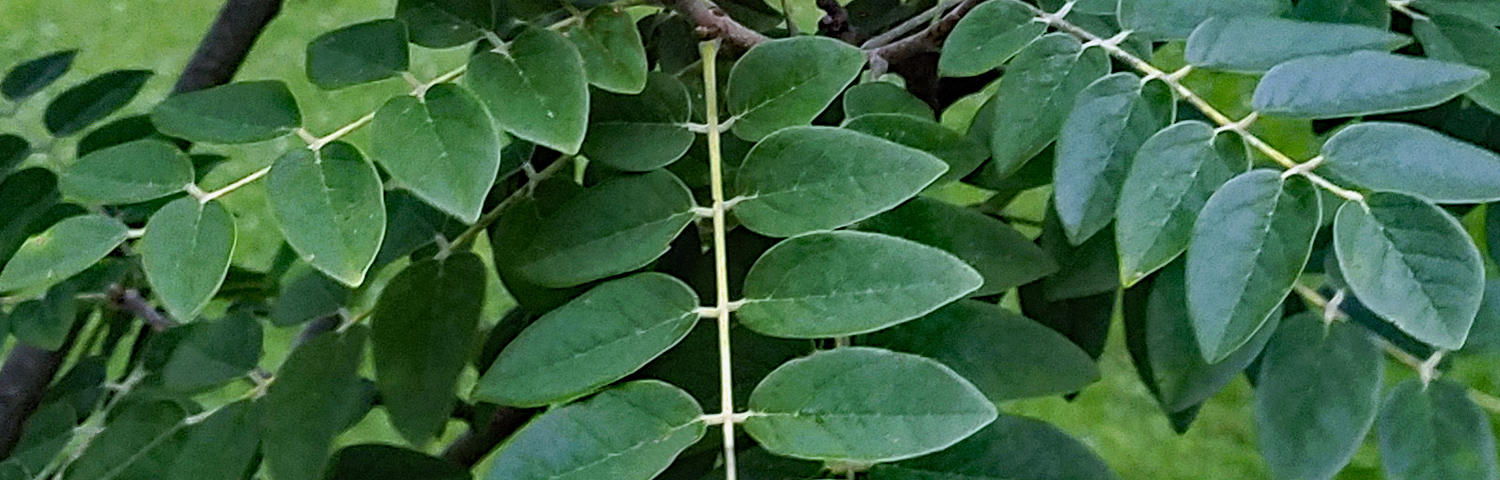 MAACKIA AMU SUMMERTIME