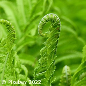 OSTRICH FERN