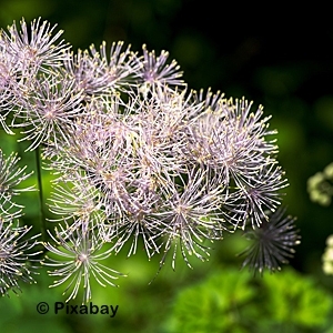 THALICTRUM