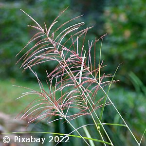 MUHLY GRASS