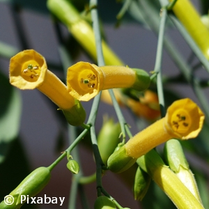 FLOWERING TOBACCO