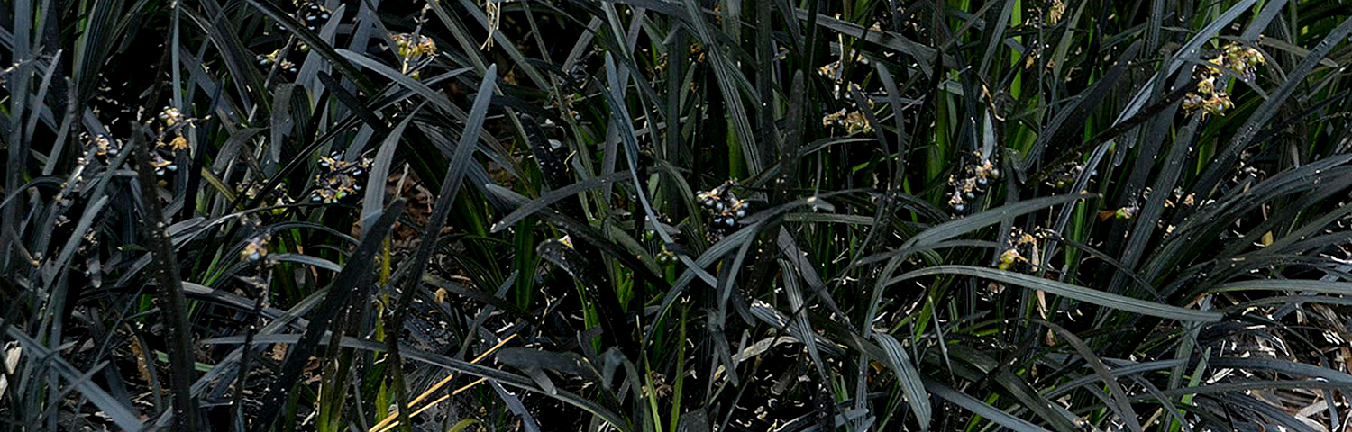 OPHIOPOGON JAPONICUS