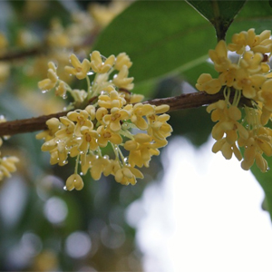 OSMANTHUS