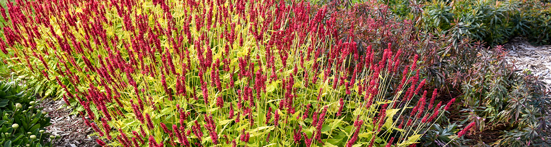 PERSICARIA GLOWING REVIEWS