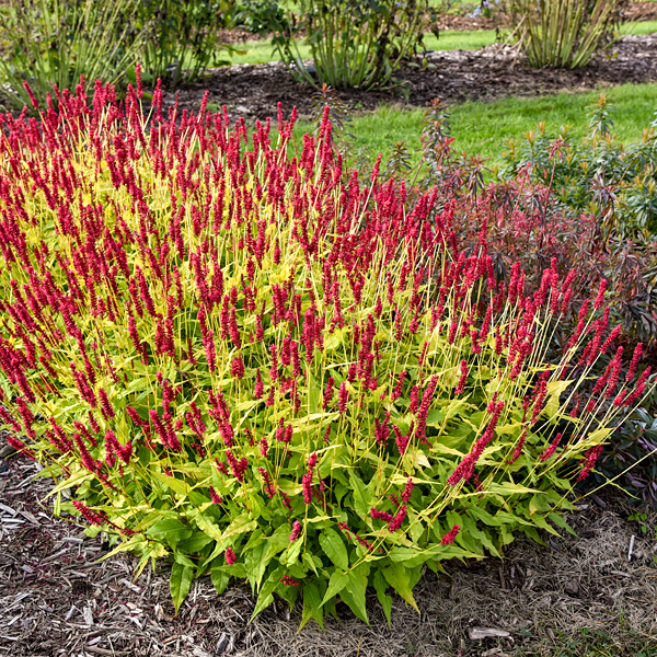 PERSICARIA