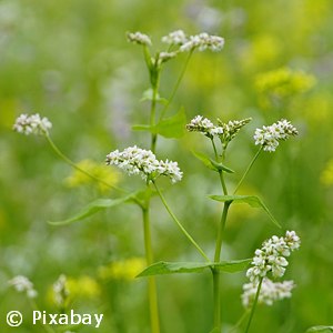 POLYGONUM