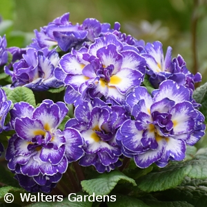 PRIMULA