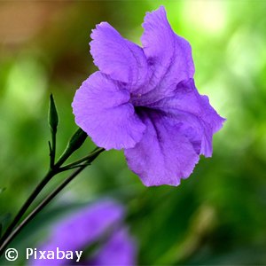 WILD PETUNIA