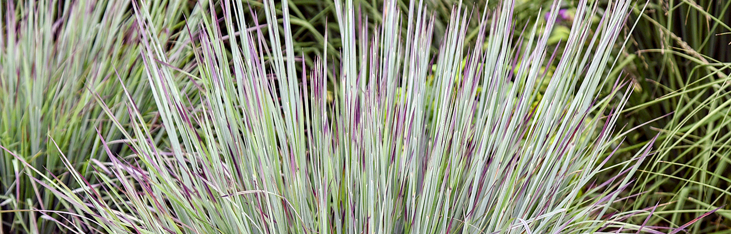 SCHIZACHYRIUM BLUE PARADISE