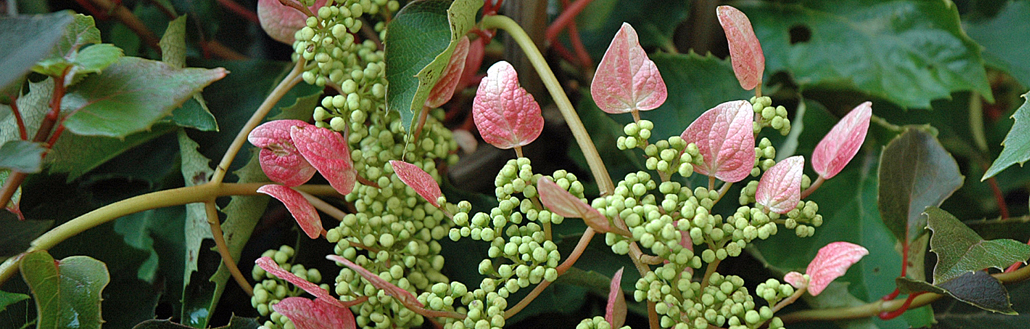 SCHIZOPHRAGMA HYD MOONLIGHT