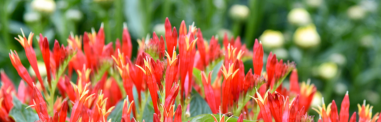 SPIGELIA APPLE SLICES