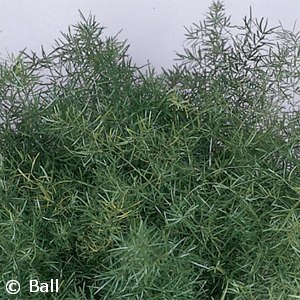 ASPARAGUS FERN