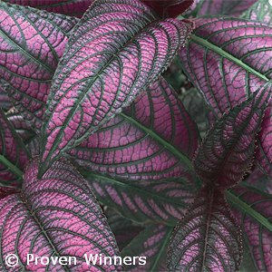 STROBILANTHES