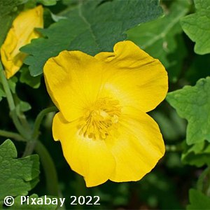 WOOD POPPY