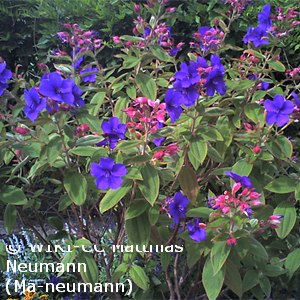 TIBOUCHINA