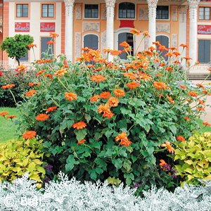 MEXICAN SUNFLOWER